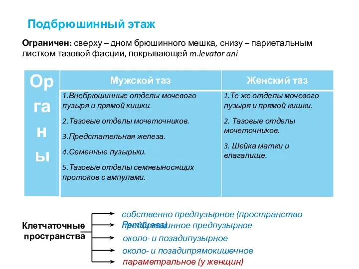 Подбрюшинный этаж Ограничен: сверху – дном брюшинного мешка, снизу – париетальным листком