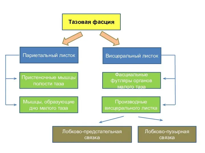 Тазовая фасция Париетальный листок Висцеральный листок Пристеночные мышцы полости таза Мышцы, образующие