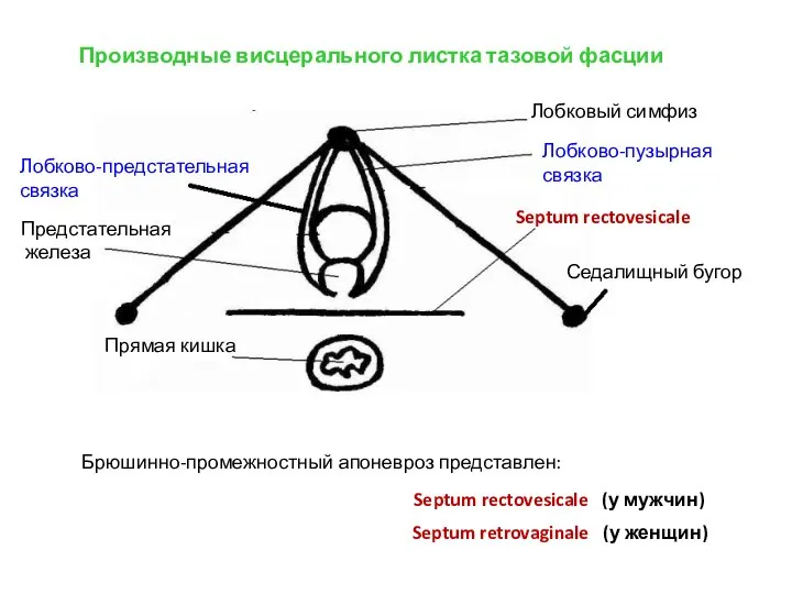 Производные висцерального листка тазовой фасции Лобковый симфиз Лобково-пузырная связка Лобково-предстательная связка Брюшинно-промежностный