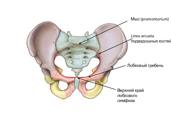 Мыс (promontorium) Linea arcuata подвздошных костей Лобковый гребень Верхний край лобкового симфиза