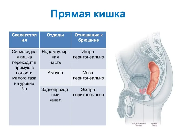 Прямая кишка