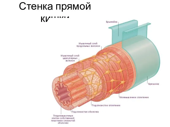 Стенка прямой кишки