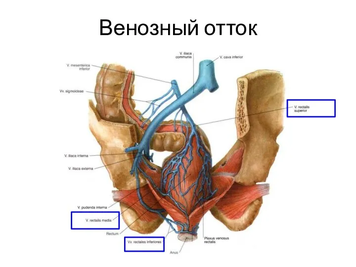 Венозный отток