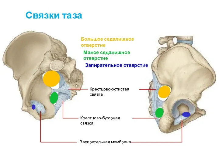 Связки таза Крестцово-остистая связка Крестцово-бугорная связка Запирательная мембрана Большое седалищное отверстие Малое седалищное отверстие Запирательное отверстие