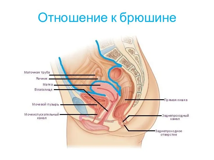 Отношение к брюшине