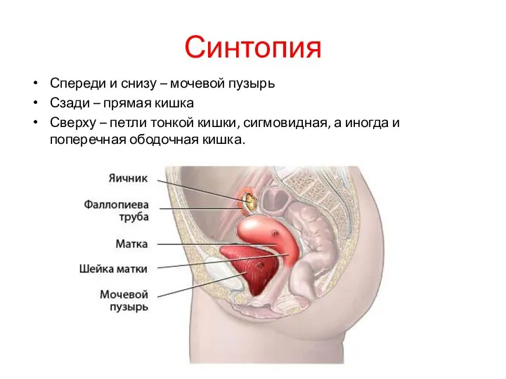 Синтопия Спереди и снизу – мочевой пузырь Сзади – прямая кишка Сверху