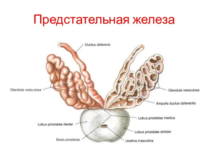 Предстательная железа