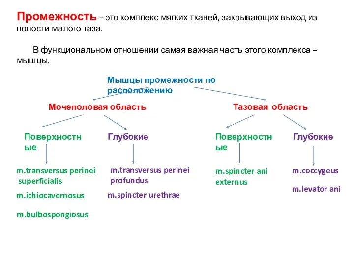 Промежность – это комплекс мягких тканей, закрывающих выход из полости малого таза.