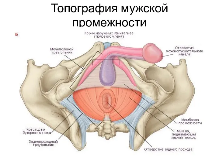 Топография мужской промежности