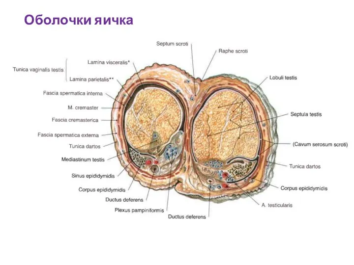 Оболочки яичка