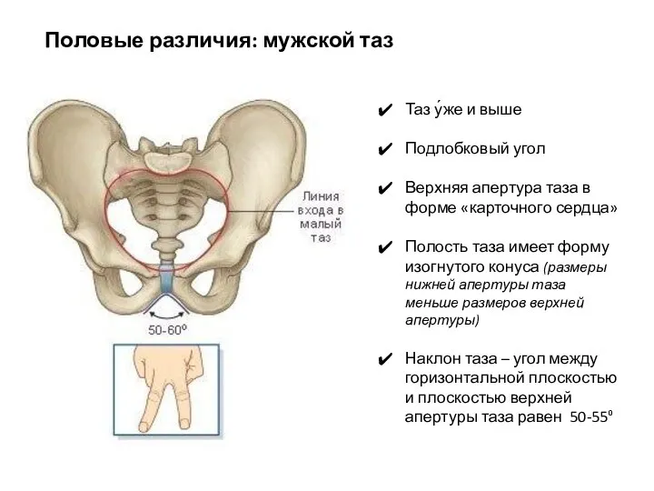 Таз у́же и выше Подлобковый угол Верхняя апертура таза в форме «карточного