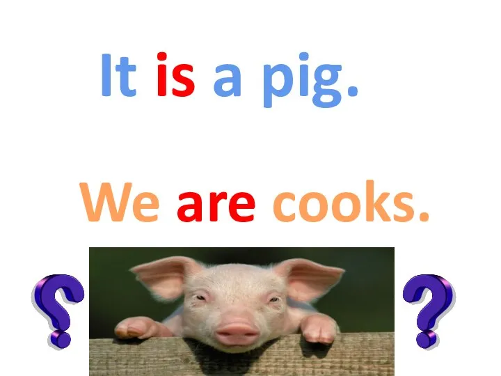 It is a pig. We are cooks.