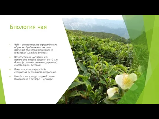 Биология чая Чай — это напиток из определённым образом обработанных листьев растения