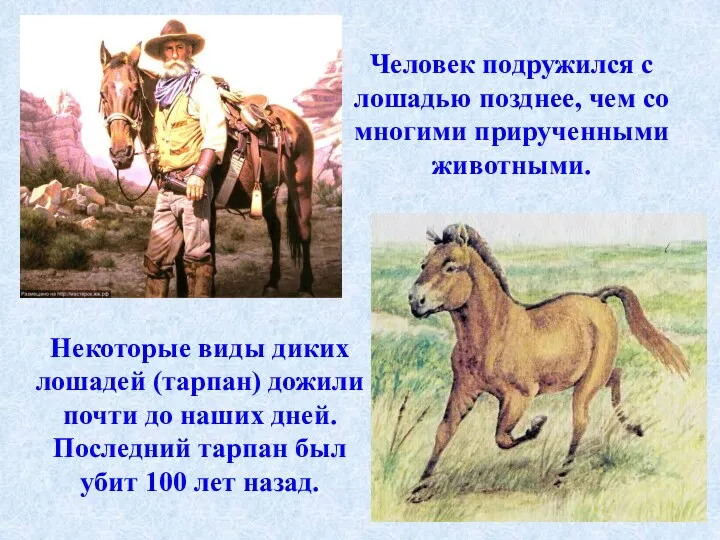 Человек подружился с лошадью позднее, чем со многими прирученными животными. Некоторые виды