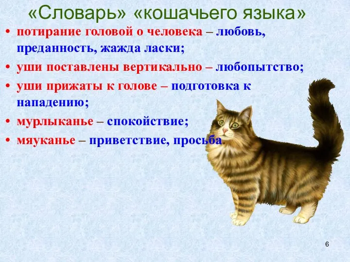 «Словарь» «кошачьего языка» потирание головой о человека – любовь, преданность, жажда ласки;