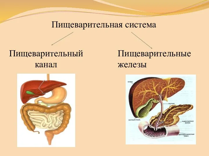 Пищеварительная система Пищеварительные железы Пищеварительный канал