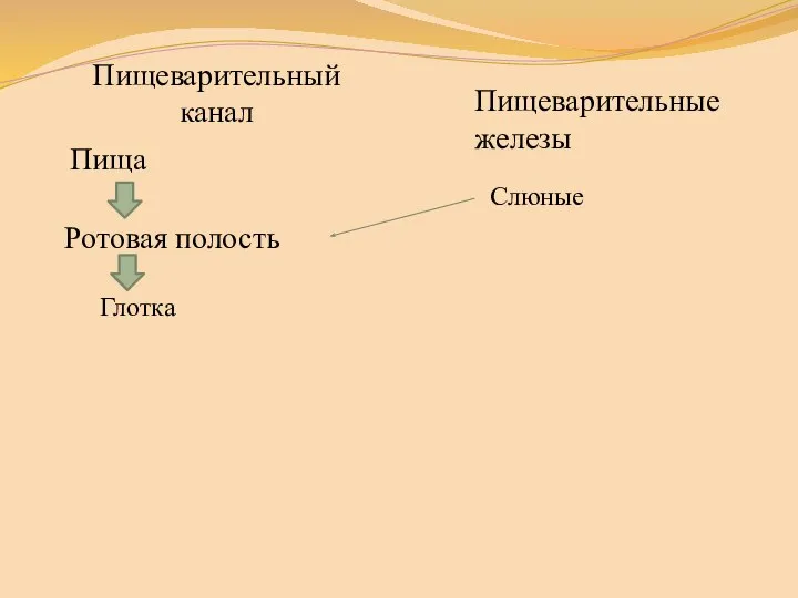 Пищеварительный канал Ротовая полость Пищеварительные железы Слюные Пища Глотка