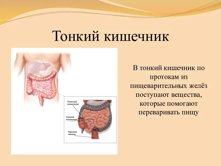 Тонкий кишечник В тонкий кишечник по протокам из пищеварительных желёз поступают вещества, которые помогают переваривать пищу