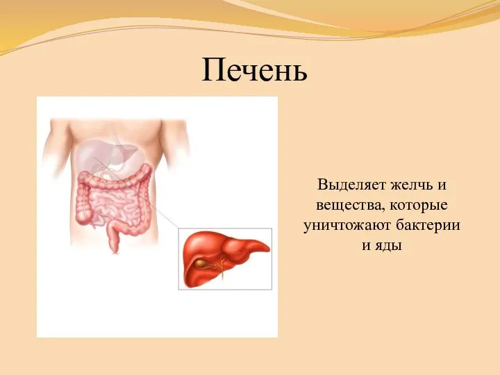 Печень Выделяет желчь и вещества, которые уничтожают бактерии и яды