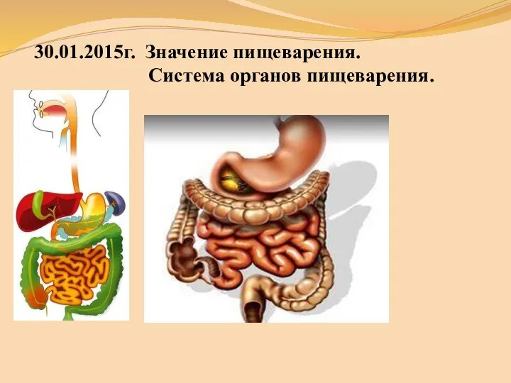 30.01.2015г. Значение пищеварения. Система органов пищеварения.