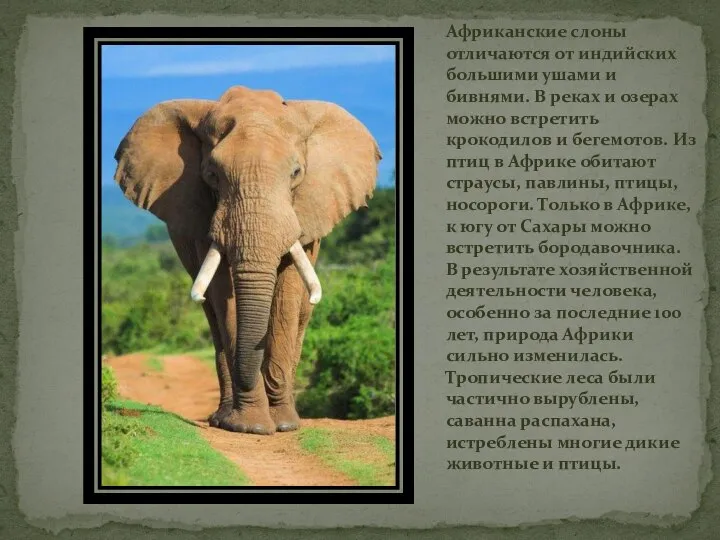 Африканские слоны отличаются от индийских большими ушами и бивнями. В реках и