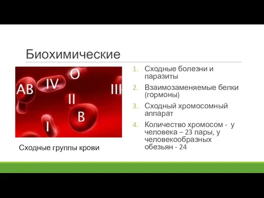 Биохимические Сходные болезни и паразиты Взаимозаменяемые белки (гормоны) Сходный хромосомный аппарат Количество