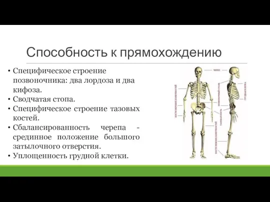 Способность к прямохождению Специфическое строение позвоночника: два лордоза и два кифоза. Сводчатая