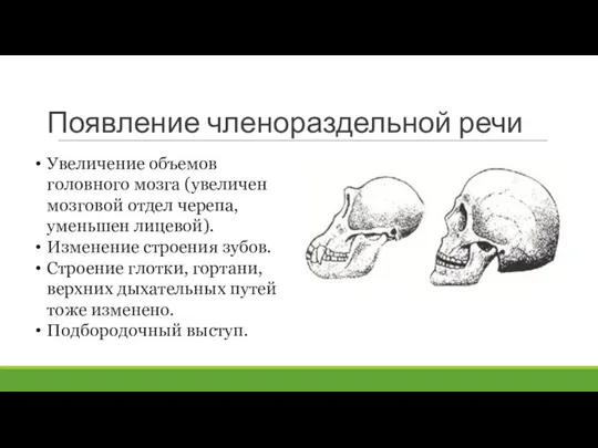 Появление членораздельной речи Увеличение объемов головного мозга (увеличен мозговой отдел черепа, уменьшен