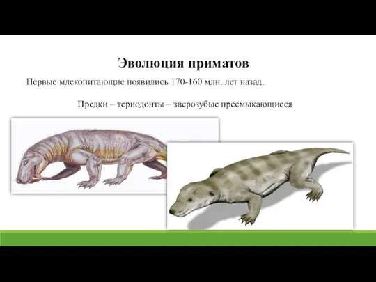 Эволюция приматов Первые млекопитающие появились 170-160 млн. лет назад. Предки – териодонты – зверозубые пресмыкающиеся