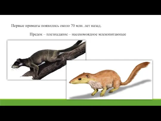 Первые приматы появились около 70 млн. лет назад. Предок – плезиадапис – насекомоядное млекопитающее