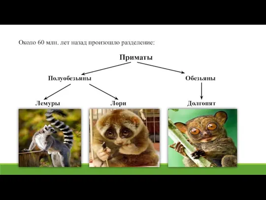 Около 60 млн. лет назад произошло разделение: Приматы Полуобезьяны Обезьяны Лемуры Лори Долгопят