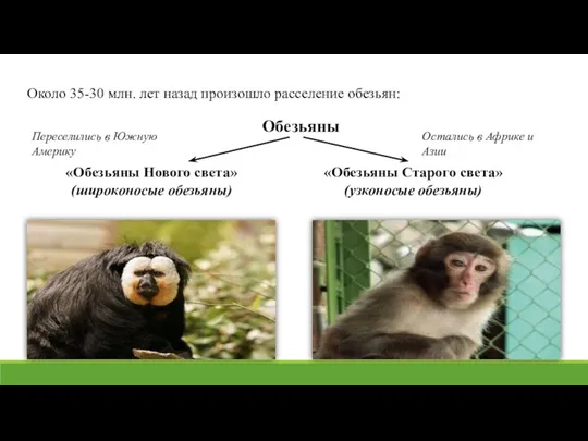 Около 35-30 млн. лет назад произошло расселение обезьян: Обезьяны «Обезьяны Нового света»