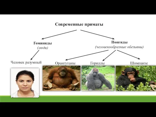 Понгиды (человекообразные обезьяны) Орангутаны Гориллы Шимпанзе Современные приматы Гоминиды (люди) Человек разумный
