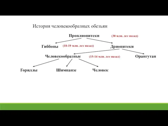 История человекообразных обезьян Проплиопитеки Гиббоны Дриопитеки Человекообразные Орангутан Гориллы Шимпанзе Человек (30