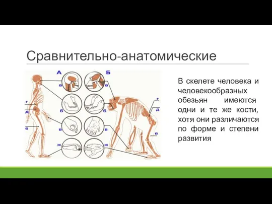 Сравнительно-анатомические В скелете человека и человекообразных обезьян имеются одни и те же