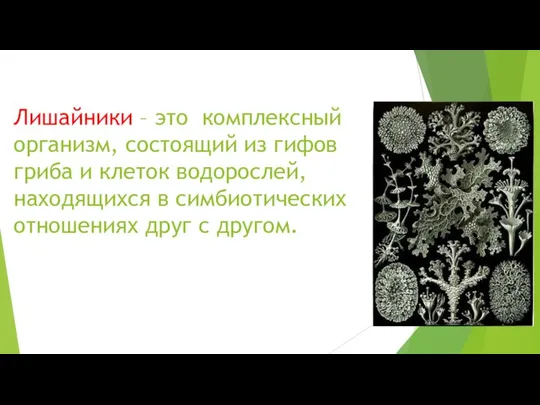 Лишайники – это комплексный организм, состоящий из гифов гриба и клеток водорослей,