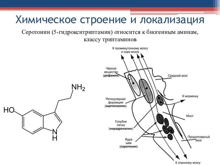 Химическое строение и локализация Серотонин (5-гидрокситриптамин) относится к биогенным аминам, классу триптаминов