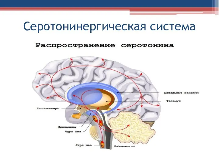 Серотонинергическая система