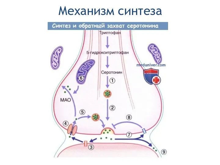 Механизм синтеза