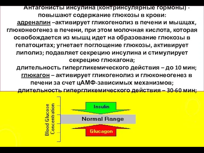 Антагонисты инсулина (контринсулярные гормоны) - повышают содержание глюкозы в крови: адреналин –активирует