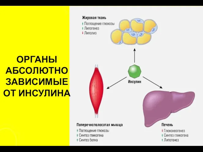 ОРГАНЫ АБСОЛЮТНО ЗАВИСИМЫЕ ОТ ИНСУЛИНА