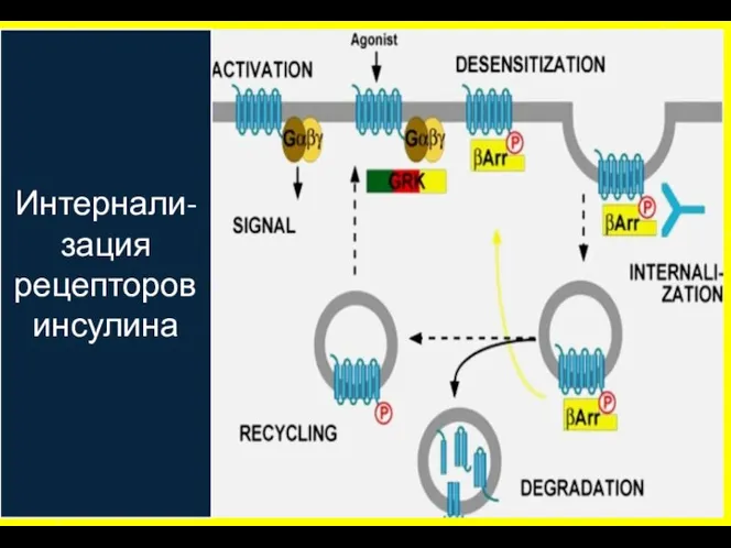 Интернали-зация рецепторов инсулина