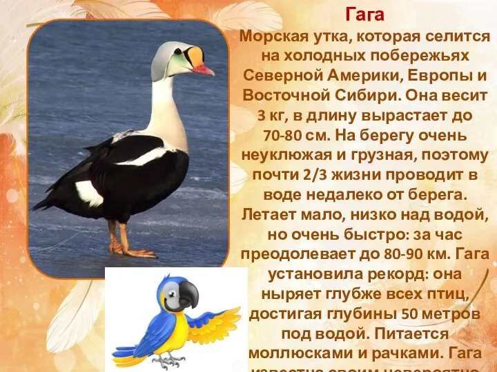 Гага Морская утка, которая селится на холодных побережьях Северной Америки, Европы и