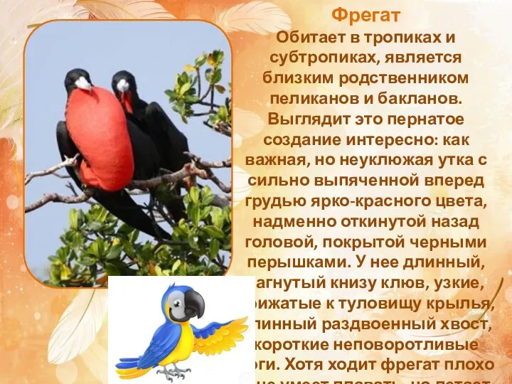 Фрегат Обитает в тропиках и субтропиках, является близким родственником пеликанов и бакланов.