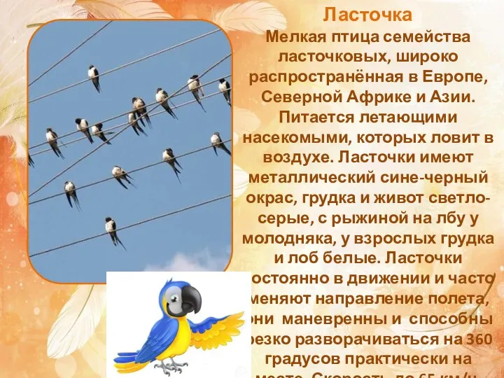 Ласточка Мелкая птица семейства ласточковых, широко распространённая в Европе, Северной Африке и