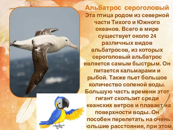 Альбатрос сероголовый Эта птица родом из северной части Тихого и Южного океанов.