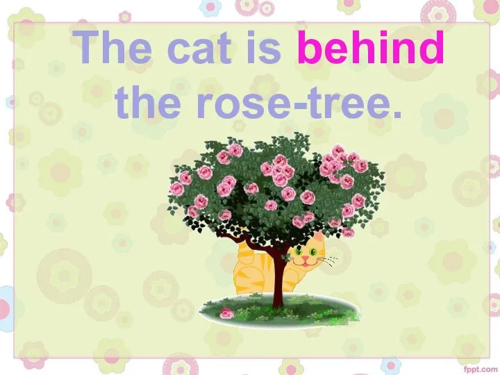 The cat is behind the rose-tree.