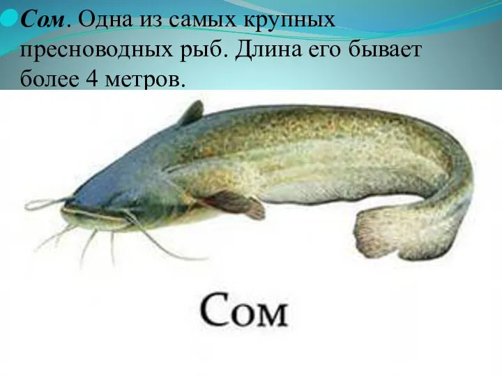 Сом. Одна из самых крупных пресноводных рыб. Длина его бывает более 4 метров.