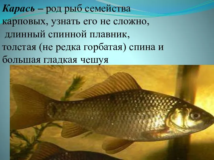 Карась – род рыб семейства карповых, узнать его не сложно, длинный спинной