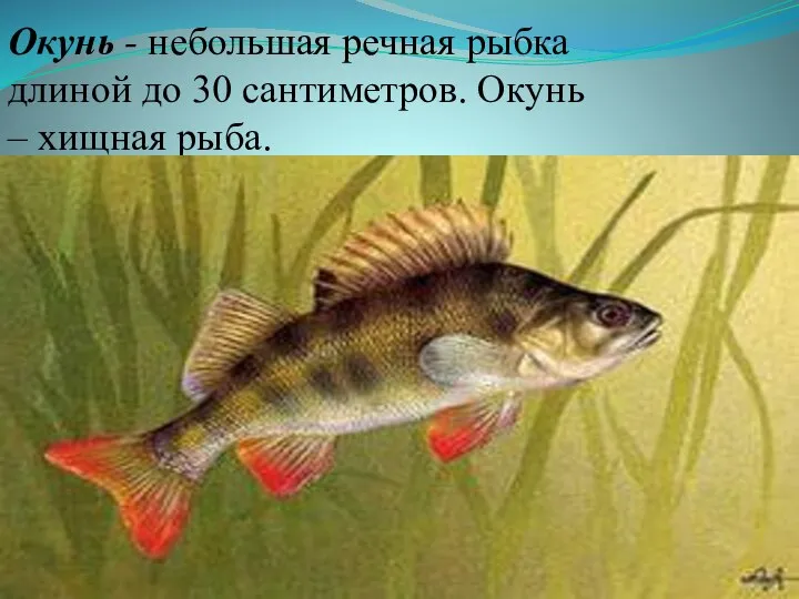 Окунь - небольшая речная рыбка длиной до 30 сантиметров. Окунь – хищная рыба.